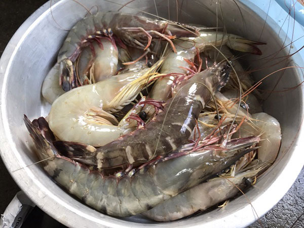 ทอดมันกุ้ง