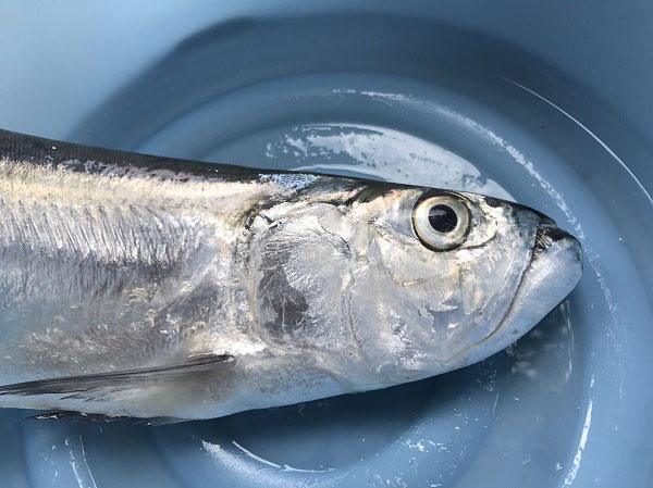 ทอดมันกุ้ง