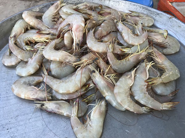 กุ้งเทมปุระ