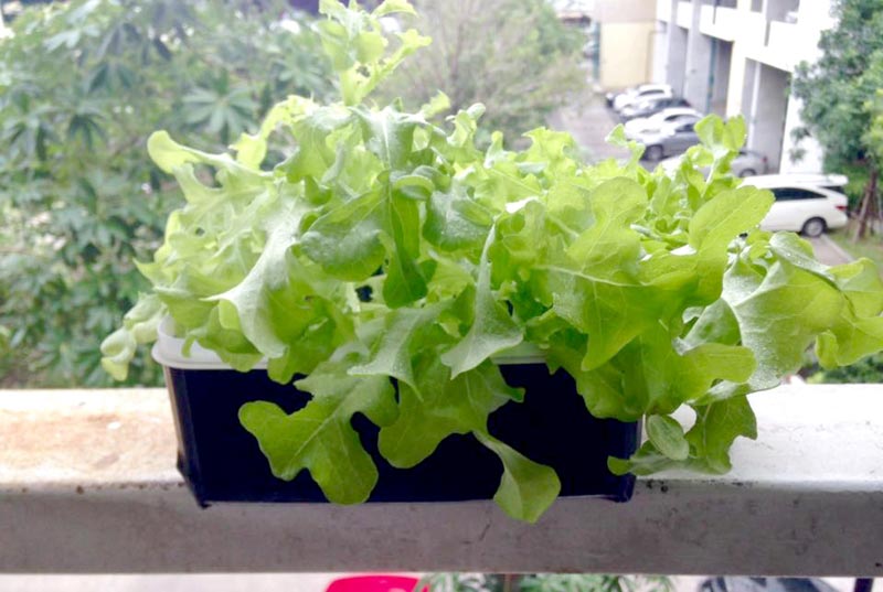 ปลูกผักไฮโดรโปนิกส์