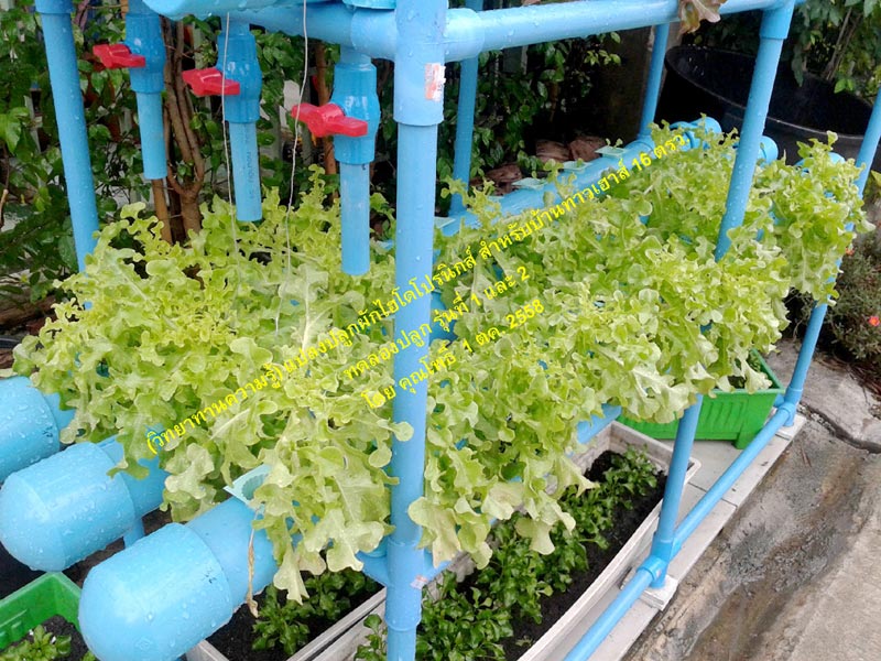 ปลูกผักไฮโดรโปนิกส์