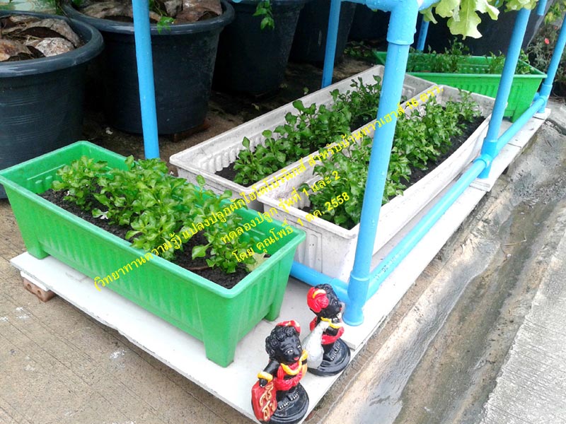 ปลูกผักไฮโดรโปนิกส์