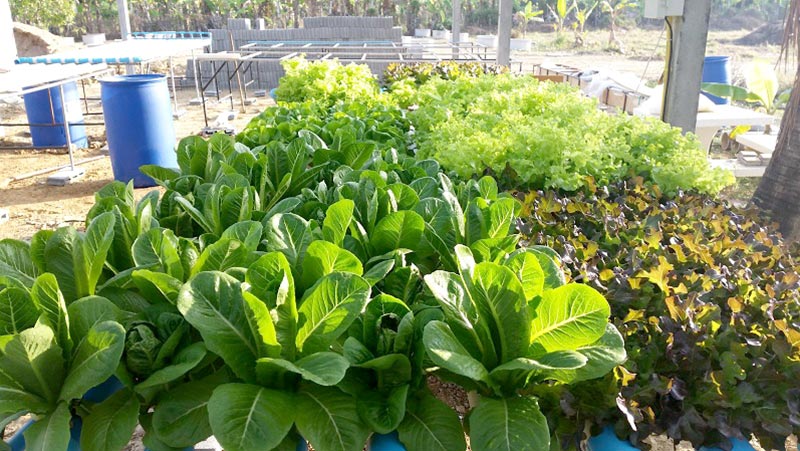 ปลูกผักไฮโดรโปนิกส์