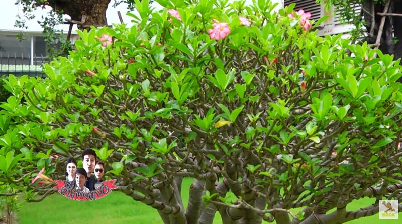 บ้าน หน่อง อรุโณชา