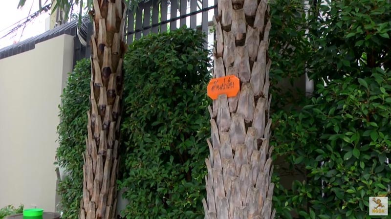 บ้าน หน่อง อรุโณชา