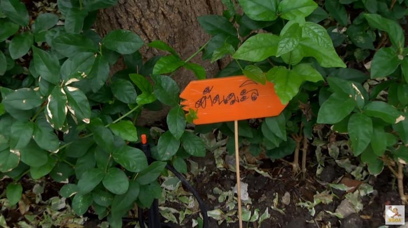 บ้าน หน่อง อรุโณชา