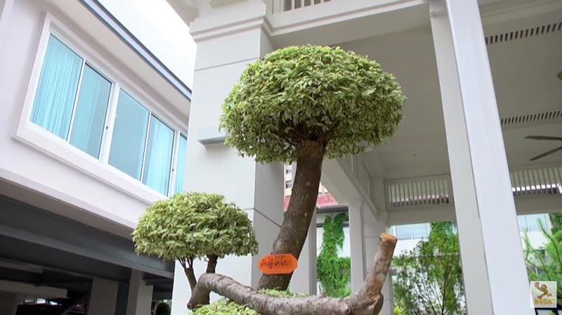 บ้าน หน่อง อรุโณชา