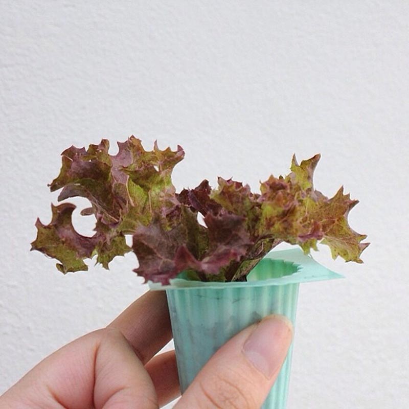 บ้าน ปั้นจั่น ปรมะ