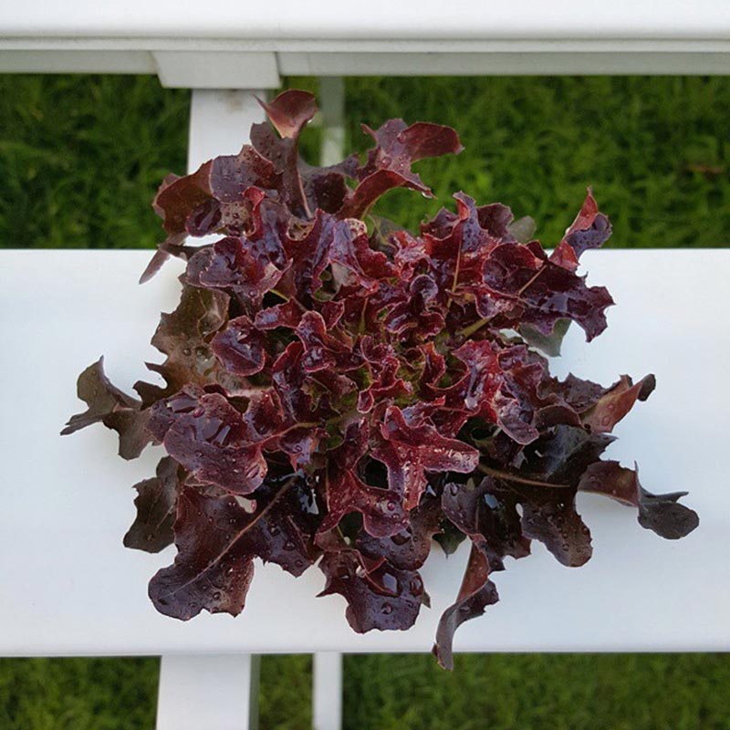 บ้าน ปั้นจั่น ปรมะ