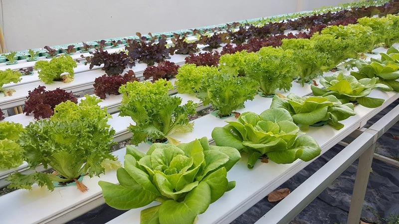 บ้าน ปั้นจั่น ปรมะ