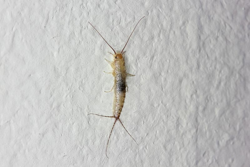 วิธีกำจัดแมลงสามง่าม 