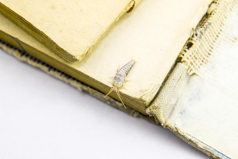 วิธีกำจัดแมลงสามง่าม 