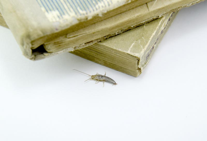 วิธีกำจัดแมลงสามง่าม 