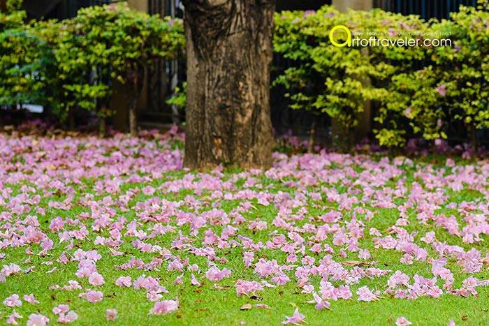 ชมพูพันธุ์ทิพย์ สวนจตุจักร