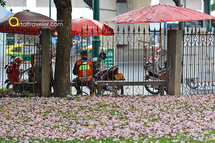 ชมพูพันธุ์ทิพย์ สวนจตุจักร