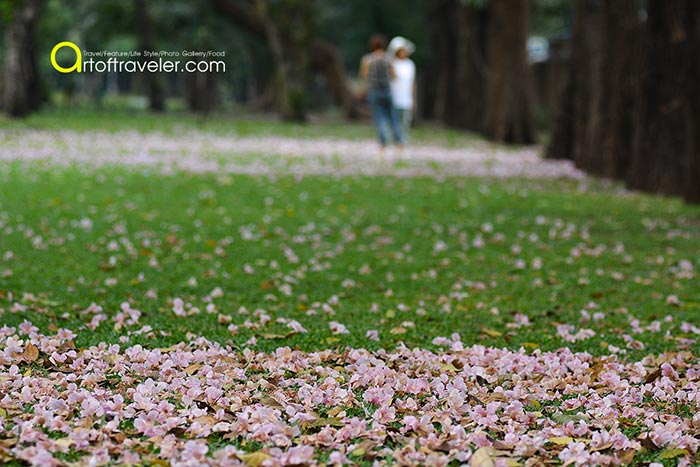 ชมพูพันธุ์ทิพย์ สวนจตุจักร