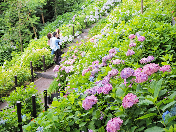 เที่ยวญี่ปุ่น