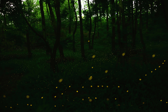 เที่ยวญี่ปุ่น