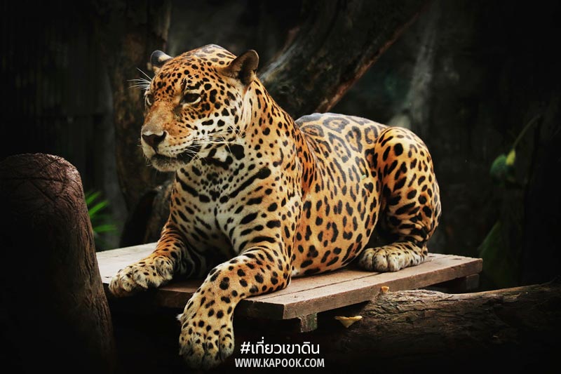 สัตว์ถิ่นกำเนิดต่างประเทศ