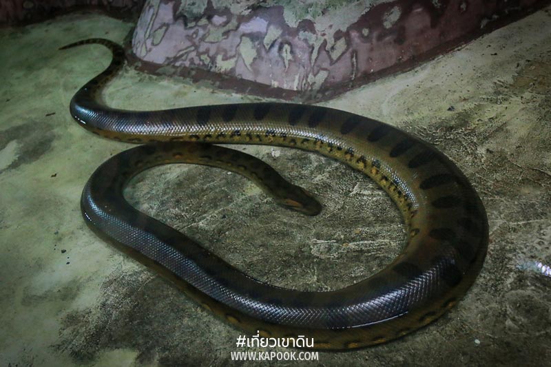 สัตว์ถิ่นกำเนิดต่างประเทศ