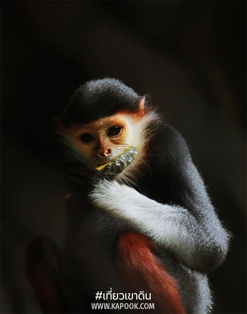 สัตว์ถิ่นกำเนิดต่างประเทศ