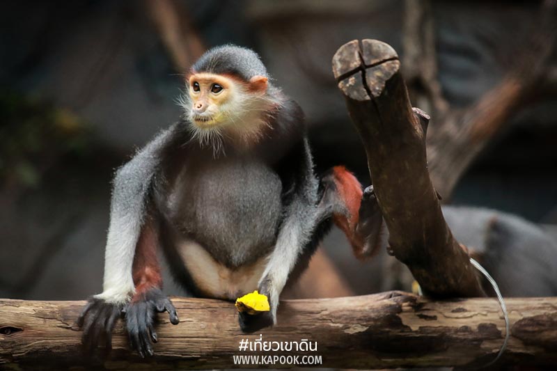 สัตว์ถิ่นกำเนิดต่างประเทศ