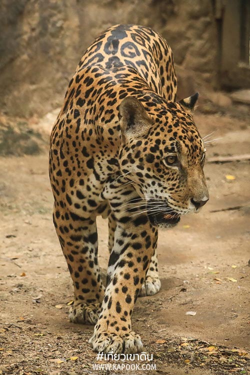 สัตว์ถิ่นกำเนิดต่างประเทศ