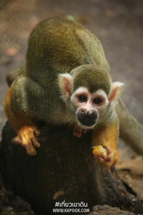 สัตว์ถิ่นกำเนิดต่างประเทศ