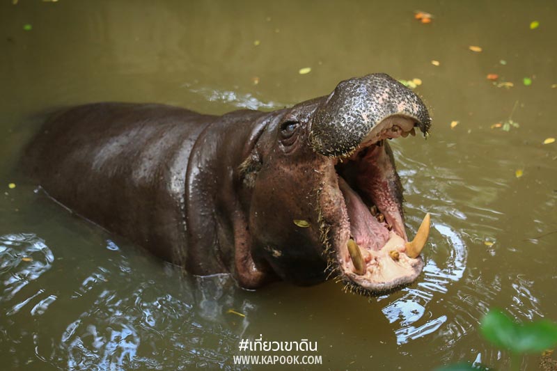 สัตว์ถิ่นกำเนิดต่างประเทศ