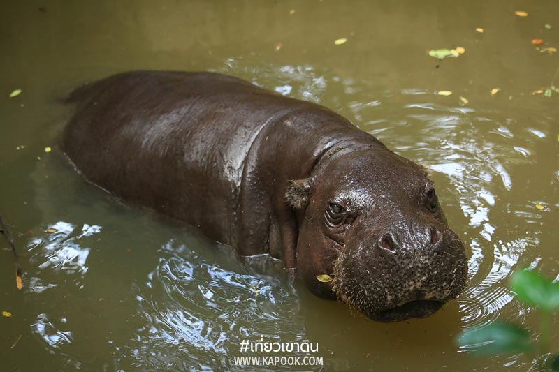 สัตว์ถิ่นกำเนิดต่างประเทศ