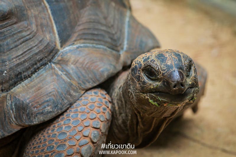 สัตว์ถิ่นกำเนิดต่างประเทศ