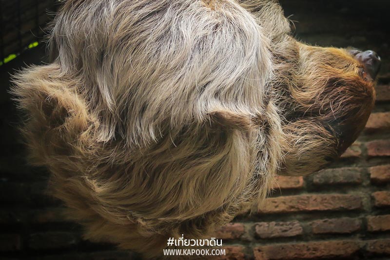 สัตว์ถิ่นกำเนิดต่างประเทศ