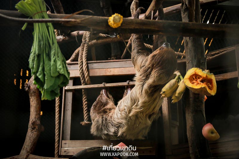 สัตว์ถิ่นกำเนิดต่างประเทศ