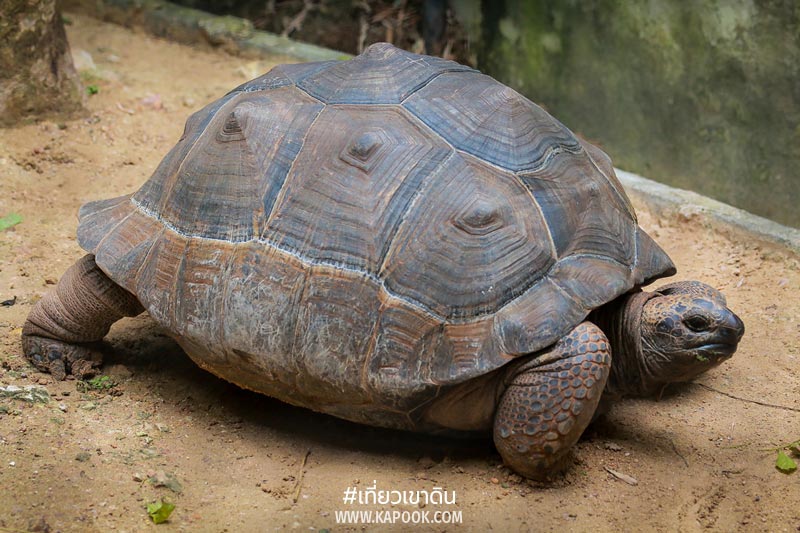 สัตว์ถิ่นกำเนิดต่างประเทศ