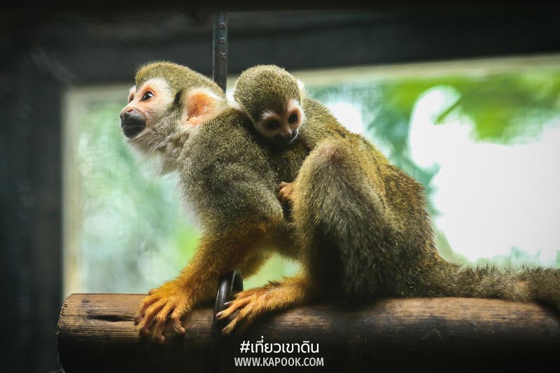 สัตว์ถิ่นกำเนิดต่างประเทศ