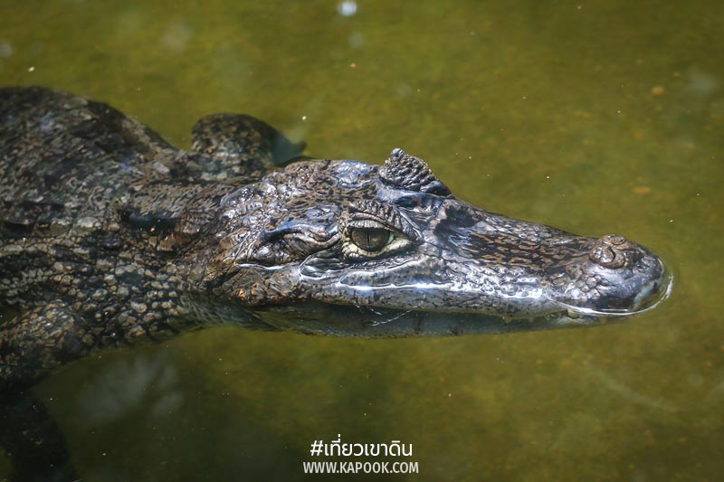 สัตว์ถิ่นกำเนิดต่างประเทศ