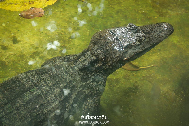 สัตว์ถิ่นกำเนิดต่างประเทศ