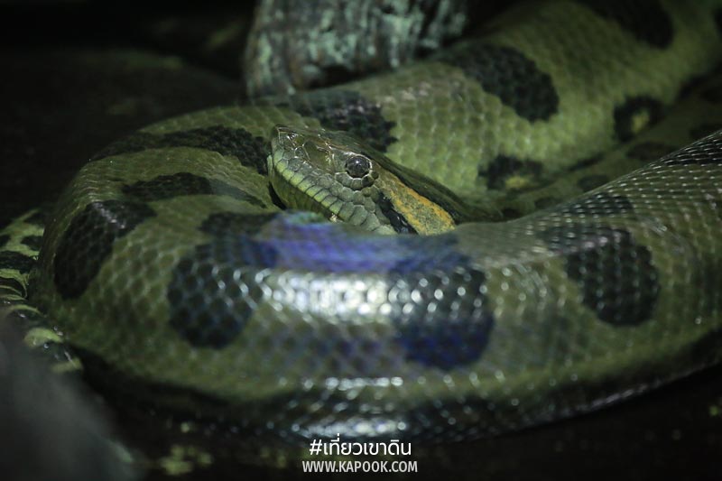 สัตว์ถิ่นกำเนิดต่างประเทศ