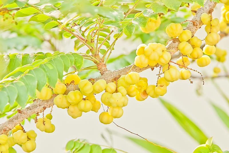 ต้นมะยม