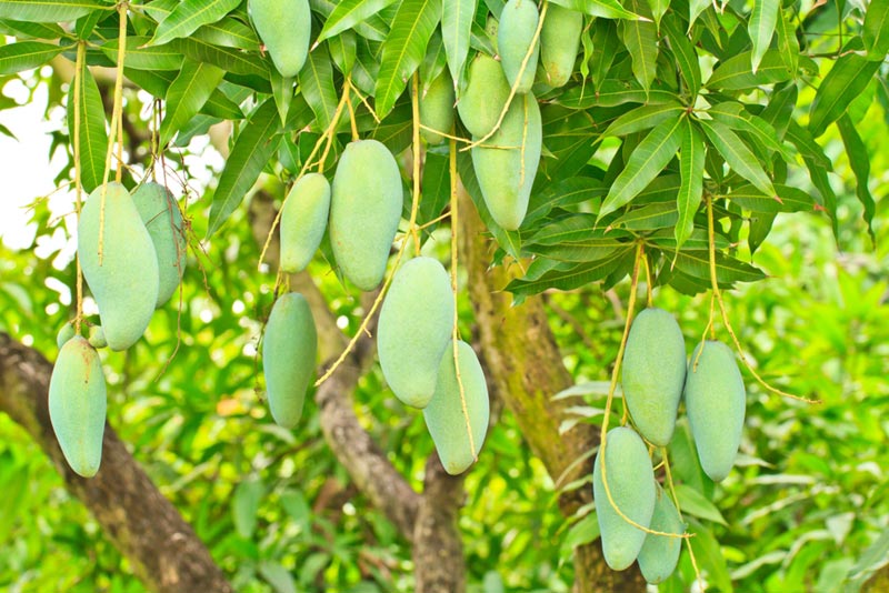 ้ต้นมะม่วง