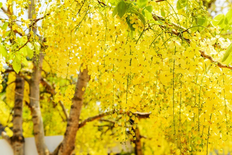 ต้นราชพฤกษ์