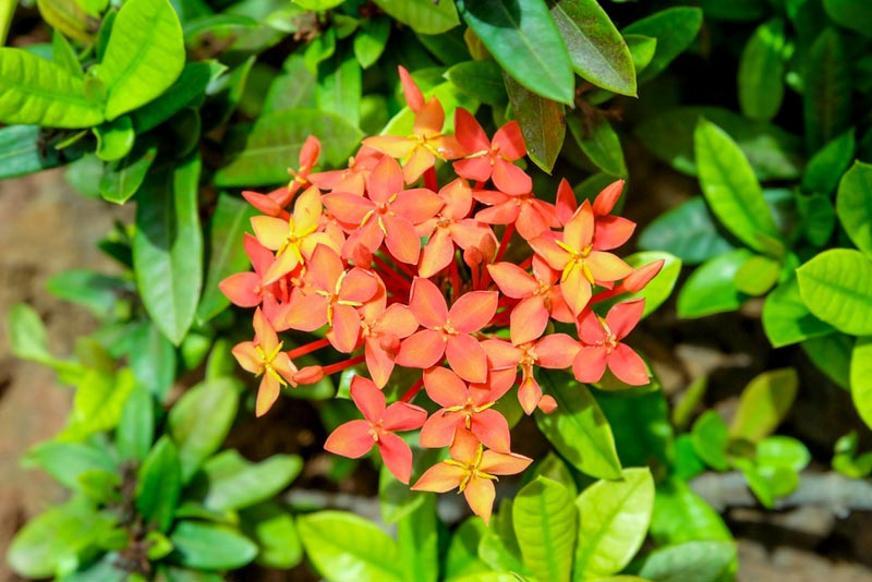 ต้นเข็ม