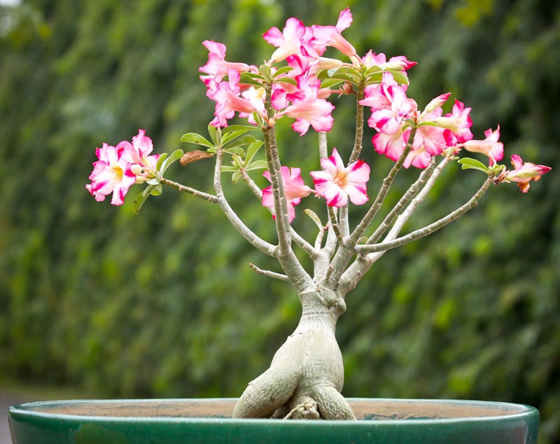 ต้นชวนชม