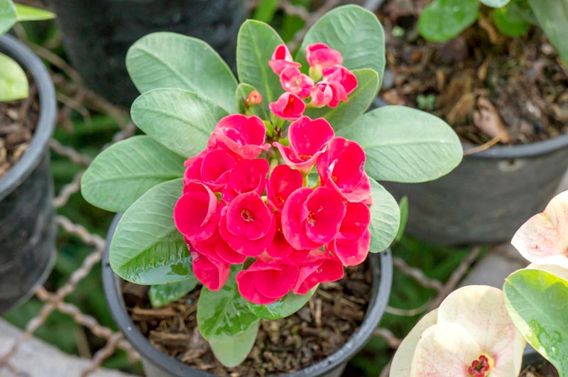 ต้นโป๊ยเซียน