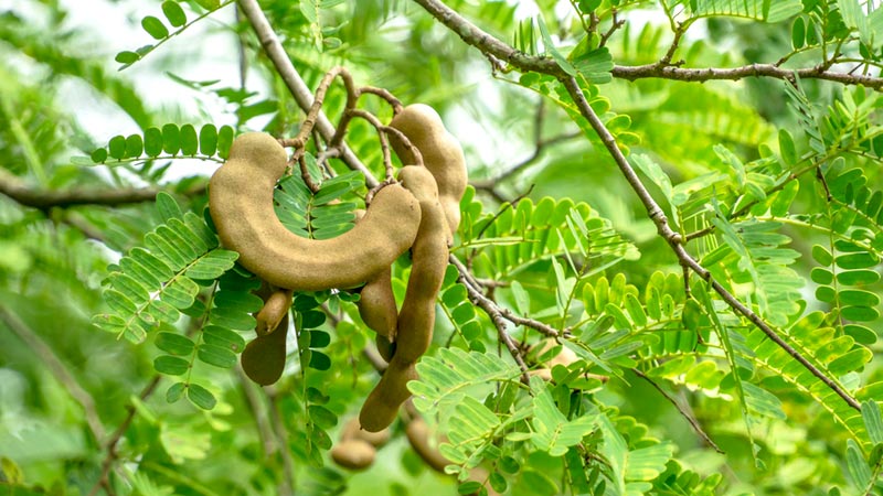 ต้นมะขาม