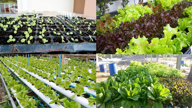 ปลูกผักไฮโดรโปนิกส์