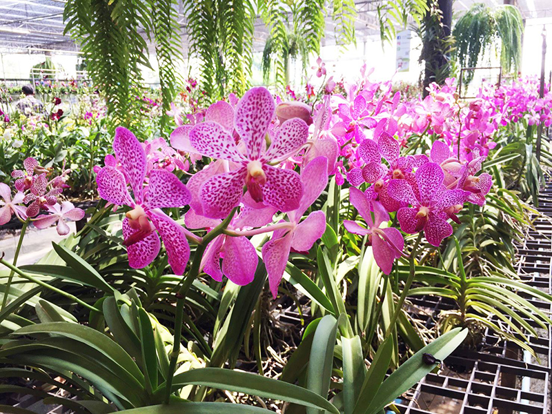 สวนดอกไม้ทั่วไทย