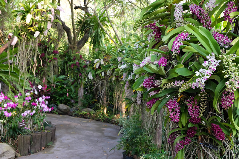 สวนดอกไม้ทั่วไทย