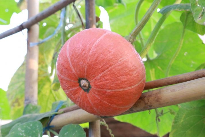 งานเกษตรและของดีเมืองอ่างทอง