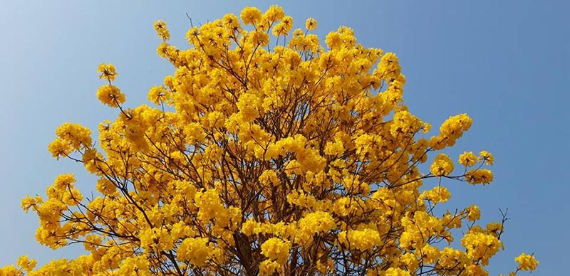 ดอกเหลืองอินเดีย